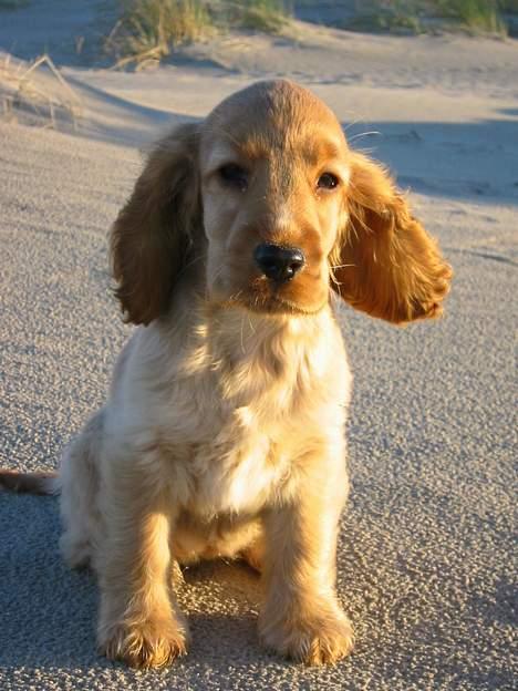 Cocker spaniel Penlope - Første gang på stranden billede 4