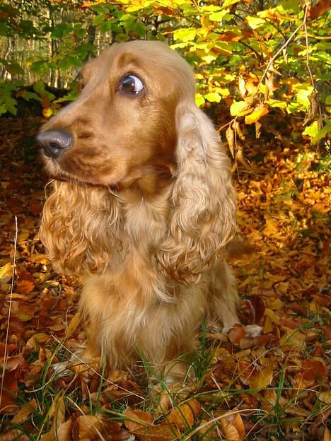 Cocker spaniel Penlope - *nyt* Uha... er det en elg??... lad mig komme væk! billede 5