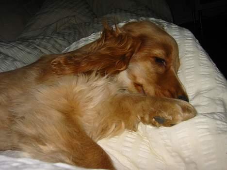 Cocker spaniel Penlope - "Jeg elsker at putte i mor´s dyner.... i det hele taget elsker jeg bare at putte" billede 6