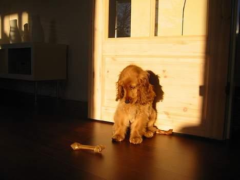 Cocker spaniel Penlope - "Hvad er det???" (kødben er kedelige og smager ikke godt.. eller af noget som helst) billede 7