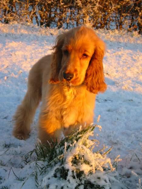 Cocker spaniel Penlope - Første gang i sneen billede 8
