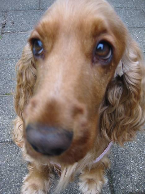 Cocker spaniel Penlope - Sådan ser jeg ud når jeg har lavet ulykker... MEGET USKYLDIG!! billede 9