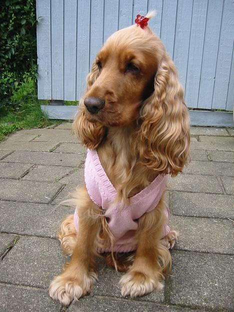 Cocker spaniel Penlope - Der er begyndt at blive koldt!!! billede 10