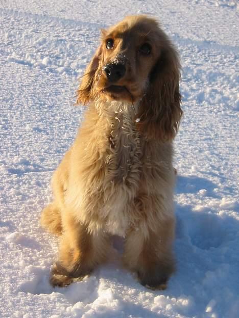 Cocker spaniel Penlope - "Se mor... jeg bruger tandstik!" billede 11