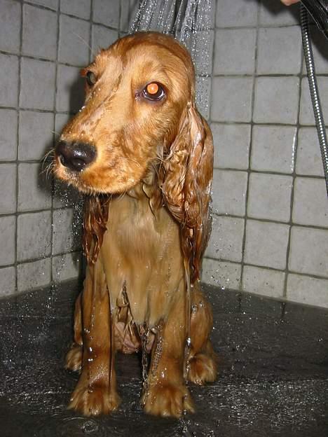 Cocker spaniel Penlope - En rigtig vandhund billede 12