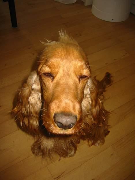 Cocker spaniel Penlope - Træt, ubarberet og med morgenhår... hun er vist lige stået op billede 13