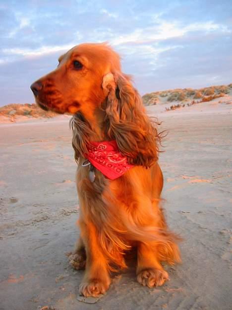 Cocker spaniel Penlope - En chamerende strandsild! billede 14
