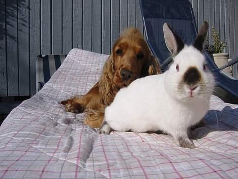 Cocker spaniel Penlope - "Jeg elsker bare at være sammen med den her underlige hund" billede 15