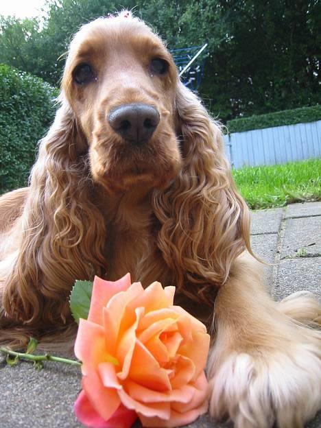 Cocker spaniel Penlope - Gift dig med mig... jo kom nu??? billede 16