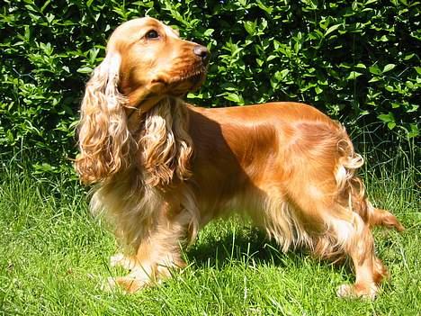 Cocker spaniel Penlope billede 17