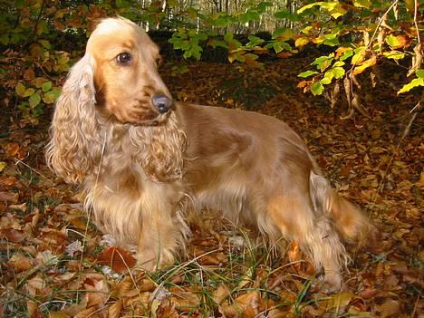 Cocker spaniel Penlope - *nyt* billede 18