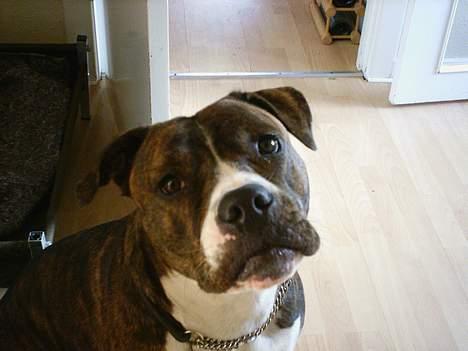 Amerikansk bulldog Mackie - hej...hvem sidder der bag skærmen..... billede 6