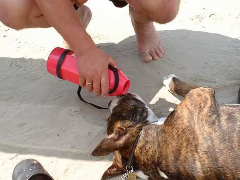 Amerikansk bulldog Mackie - åhhhh...det var dejligt med en "snaps"......det er for varmt til flytte sig.. billede 7