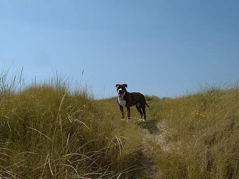 Amerikansk bulldog Mackie - heyy hva´så hvor bliver i af....... billede 8