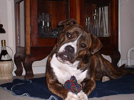 Amerikansk bulldog Mackie - Hvad siger du...noget vigtigt eller må jeg gnave videre.... billede 9
