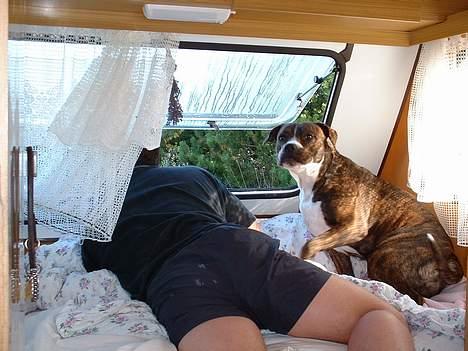 Amerikansk bulldog Mackie - Shit..."far" hun har set os....vi er busted........ billede 10