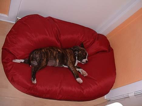 Amerikansk bulldog Mackie - snoooooork.....min seng var lidt stor engang, men nu passer den bedre... billede 11