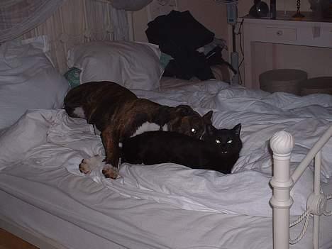 Amerikansk bulldog Mackie - Her er så min lille mis....sig bare hej.... billede 12