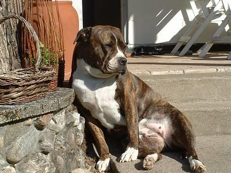 Amerikansk bulldog Mackie - Der er dejligt i solen...fred og ro....falder nok snart i søvn... billede 13
