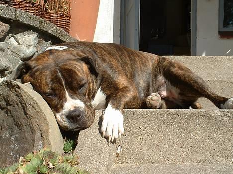 Amerikansk bulldog Mackie - ÅHHHH.ja det er lige til at klare....væk mig når jeg skal spise..... billede 14