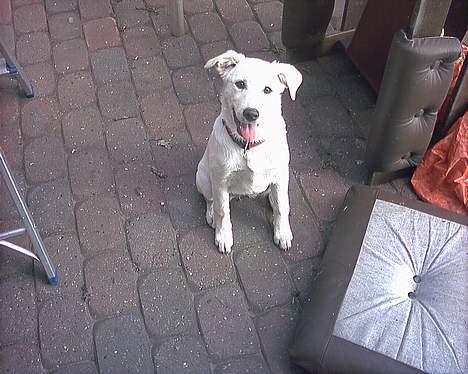 Blanding af racer MY billede 11