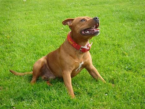 Staffordshire bull terrier Taco *Aarslevs Dekko* - sidder lige og slapper lidt af billede 1