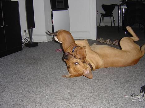 Staffordshire bull terrier Taco *Aarslevs Dekko* - ja de kalder os jo kamphunde :)  billede 2