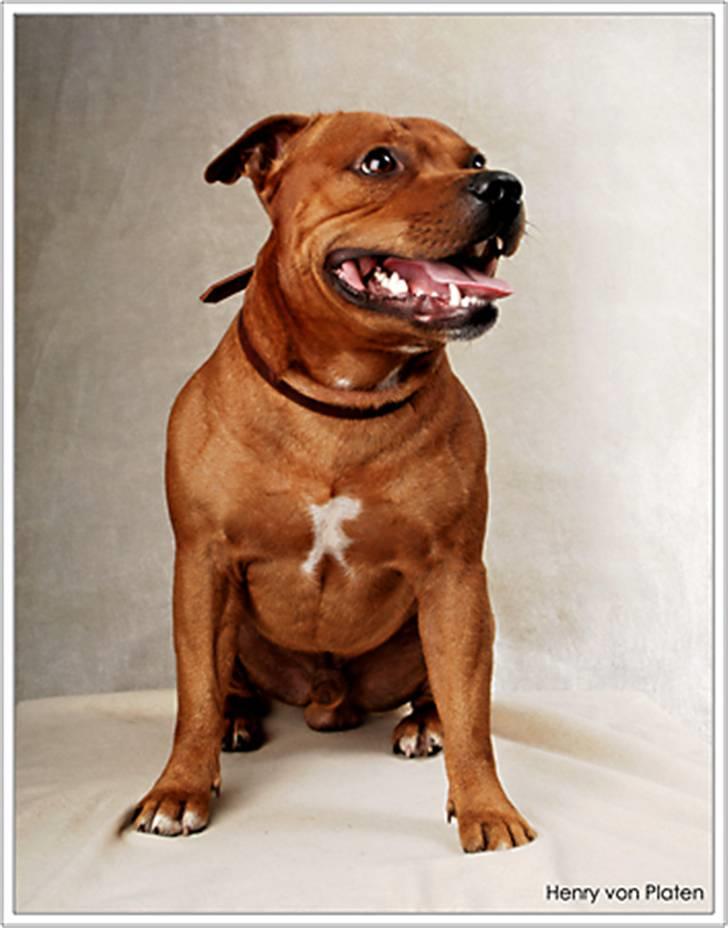 Staffordshire bull terrier Taco *Aarslevs Dekko* billede 3