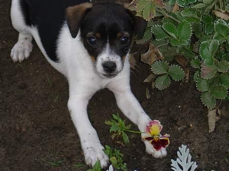 Dansk svensk gaardhund Frida - Her har jeg lige stjåldet en af mors nye blomster..  billede 2