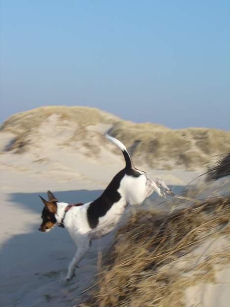 Dansk svensk gaardhund Frida - Jeg elsker at få lov at springe rundt.. billede 11