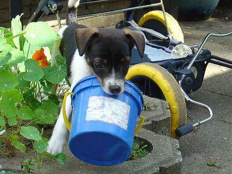 Dansk svensk gaardhund Frida - jeg stjål lige den her lille spand.. den må da være go at lege med billede 12