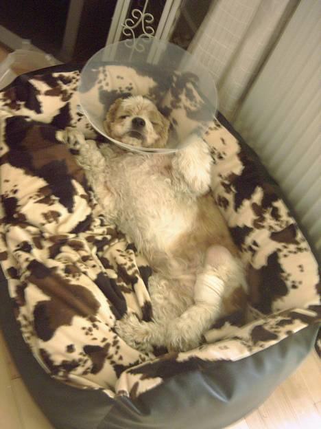 Amerikansk cocker spaniel Galaksi Rocket Man billede 16