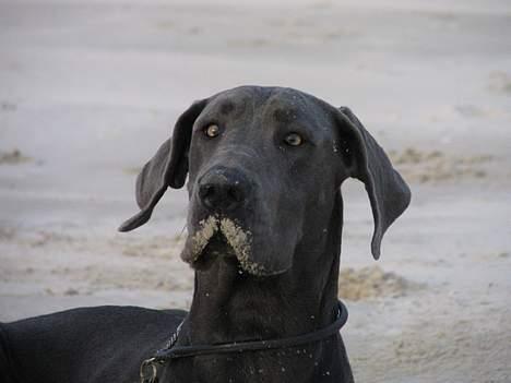 Grand danois BLUE TEMPTATION'S HOPE - strandhund :o) billede 7