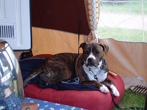 Amerikansk bulldog Mackie - Det er nu meget hyggeligt at være på camping....men hjemme er nu bedst.... billede 15