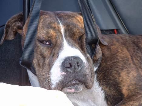 Amerikansk bulldog Mackie - ta´r lige en slapper.....det er hårdt at være på ferie... billede 16