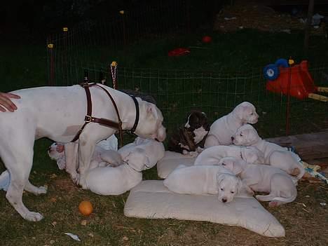 Amerikansk bulldog Mackie - farmand hilser pænt på mig 7uger gammel........uhaa han er stor...bliver jeg lige så stor??? billede 17