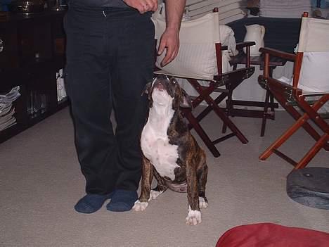 Amerikansk bulldog Mackie - se "mor", vi leger den der sjove leg hvor jeg får små godbidder.....det er rigtig sjovt... billede 18