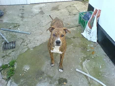 Amerikansk staffordshire terrier Chico - Oktober 2005  billede 18