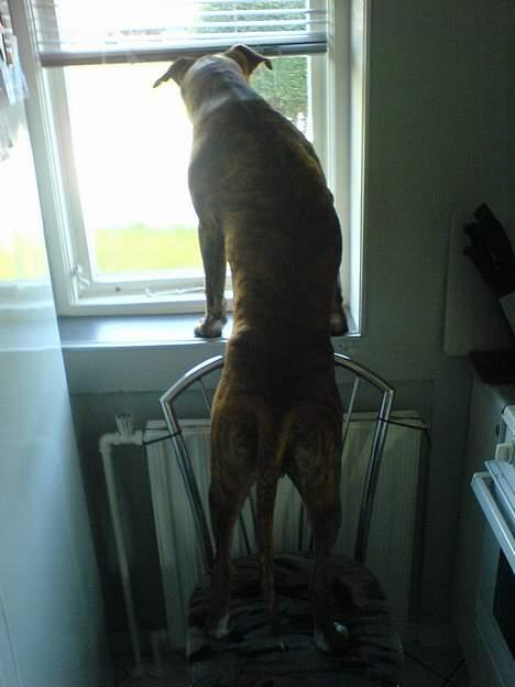 Amerikansk staffordshire terrier Chico - Oktober 2005 - Kigger lige ud af vinduet :)  billede 19