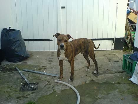 Amerikansk staffordshire terrier Chico - Oktober 2005 billede 20