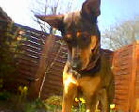 Blanding af racer  Plet<3 billede 19