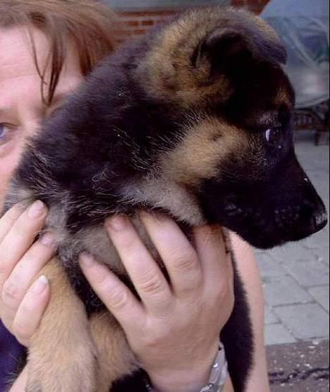 Schæferhund Quality - Det her billede fik jeg fra min opdrætter. Hun er omkring 7 uger her. billede 19