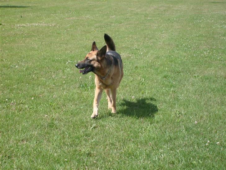 Schæferhund Quality - Er det mon en hund jeg har? :P billede 9