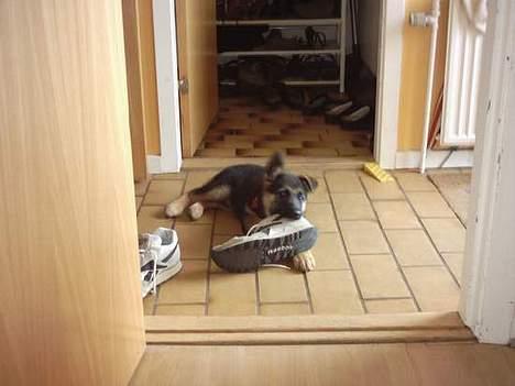 Schæferhund Quality - Her ligger hun lige og hygger sig: "Er jeg ikke dygtig mor?" billede 20