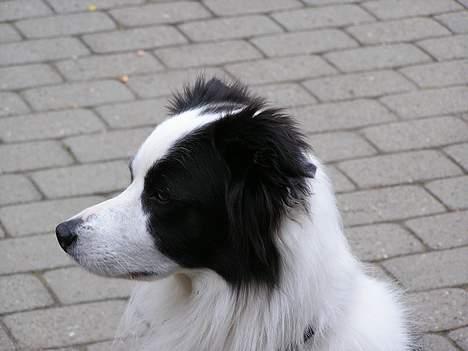 Border collie Handy - Hov hvem kommer billede 1