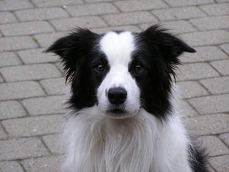 Border collie Handy - Hej..er jeg ik søøød billede 2
