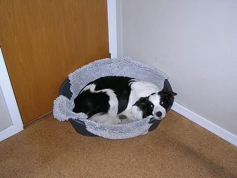 Border collie Handy - Hannemand ligger i sin kurv billede 3