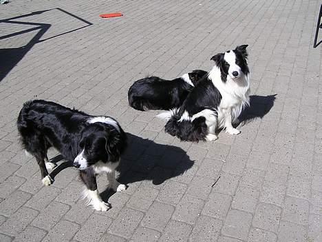 Border collie Handy - Handy og hans mor og ici billede 4