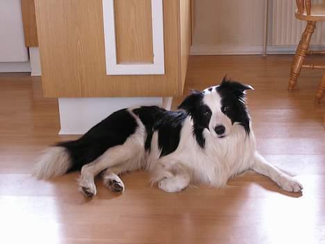 Border collie Handy - handy ligger og slapper af i køkknet billede 5