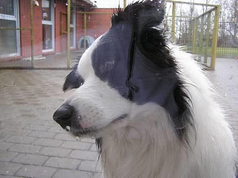 Border collie Handy - Hallo..jeg vil gerne ind billede 6